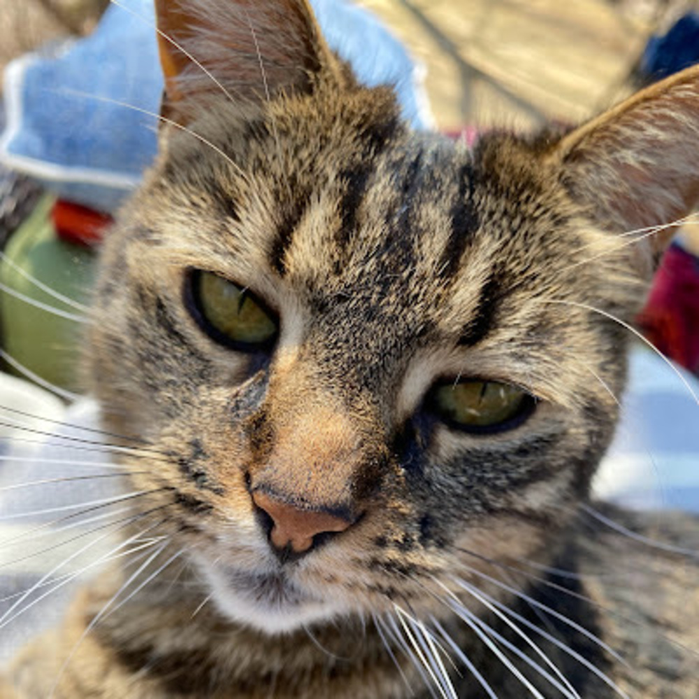 Meet your Posher, Niki